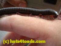 /home//u458753944/public_html/sourcegallery////////////////////Insects and small critters/millipedes and centipedes/DSCN1190.JPG